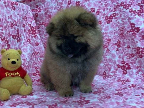 Annie.. Red female, Available