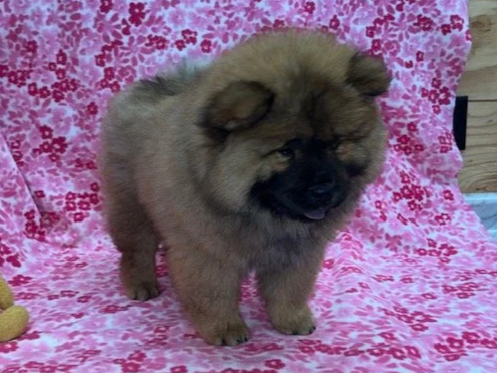 Annie.. Red female, Available