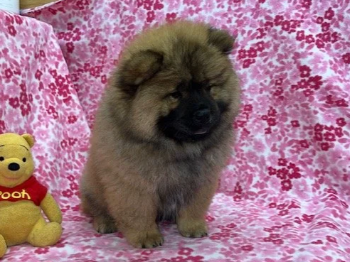 Annie.. Red female, Available