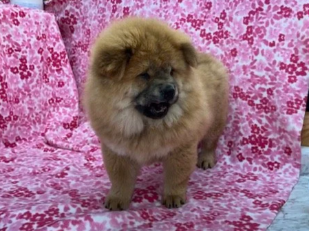 Ivy.. Red female, Available
