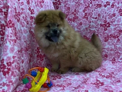 Ivy.. Red female, Available