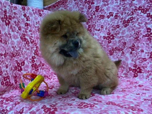 Ivy.. Red female, Available