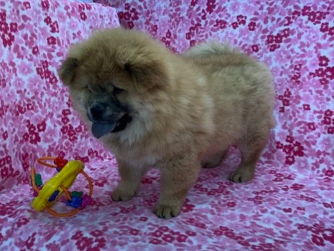 Ivy.. Red female, Available