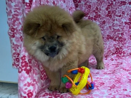 Ivy.. Red female, Available