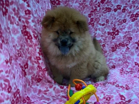 Ivy.. Red female, Available