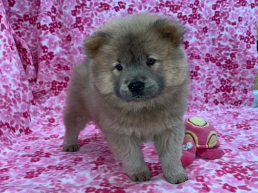Poppy.. Cinnamon female, Available