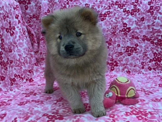 Poppy.. Cinnamon female, Available