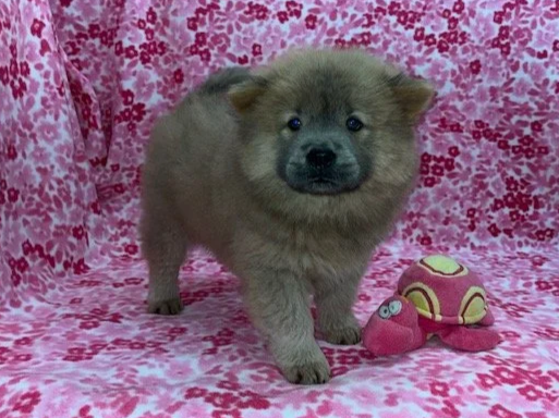 Poppy.. Cinnamon female, Available