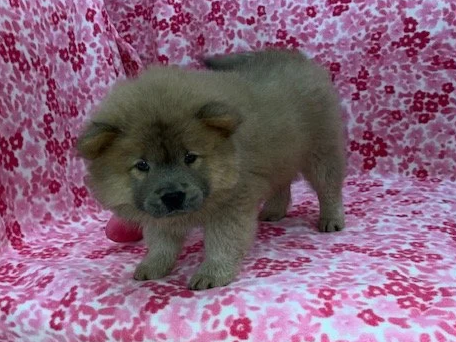 Poppy.. Cinnamon female, Available