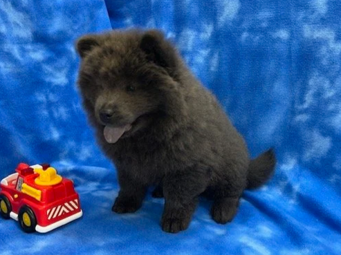 Jasper .. Available