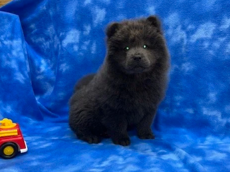 Jasper .. Available