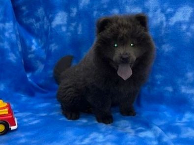 Jasper .. Available
