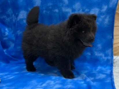 Jasper .. Available