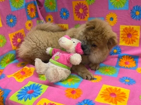 Ivy .. Available