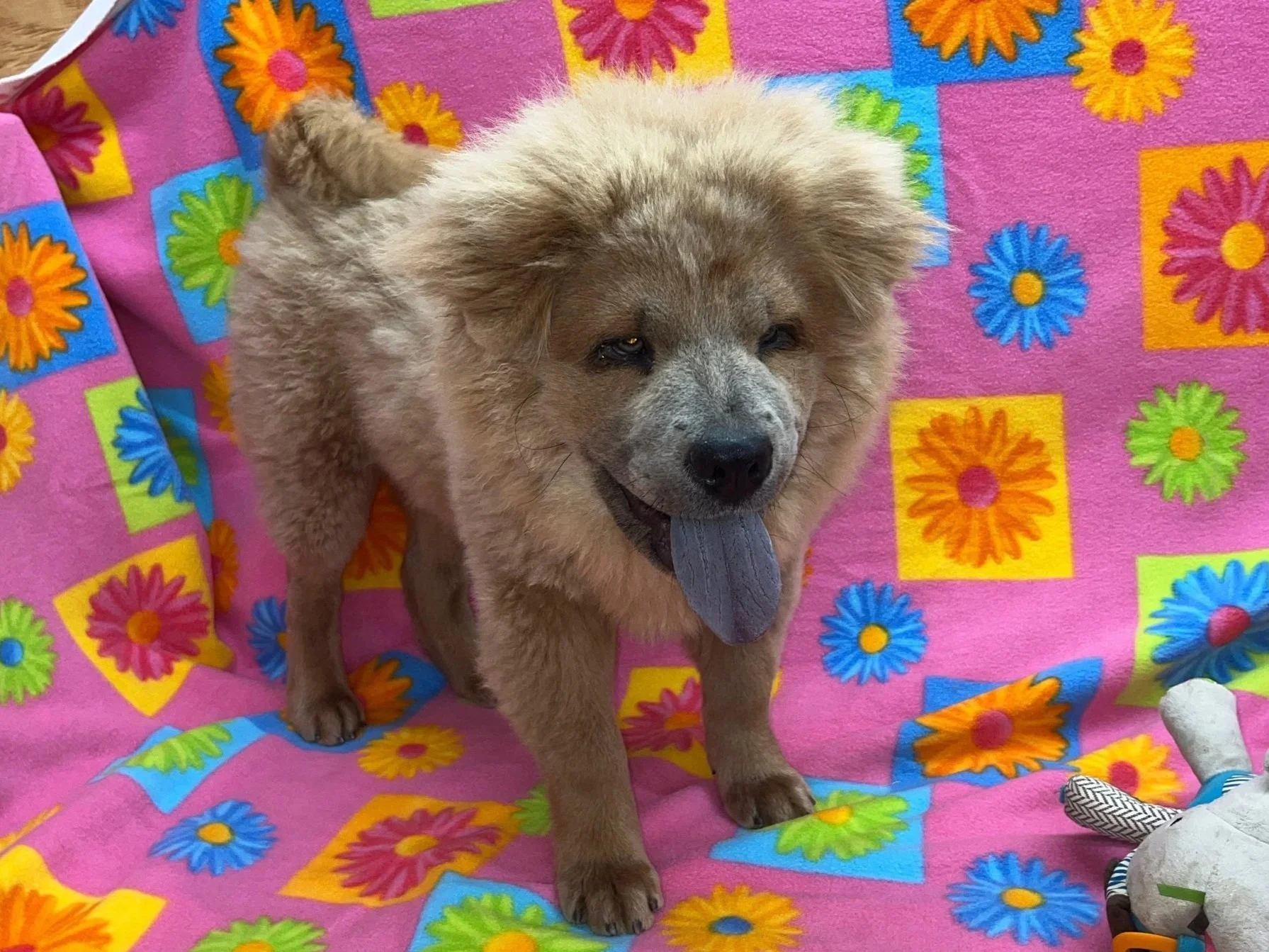 Tilly .. Available
