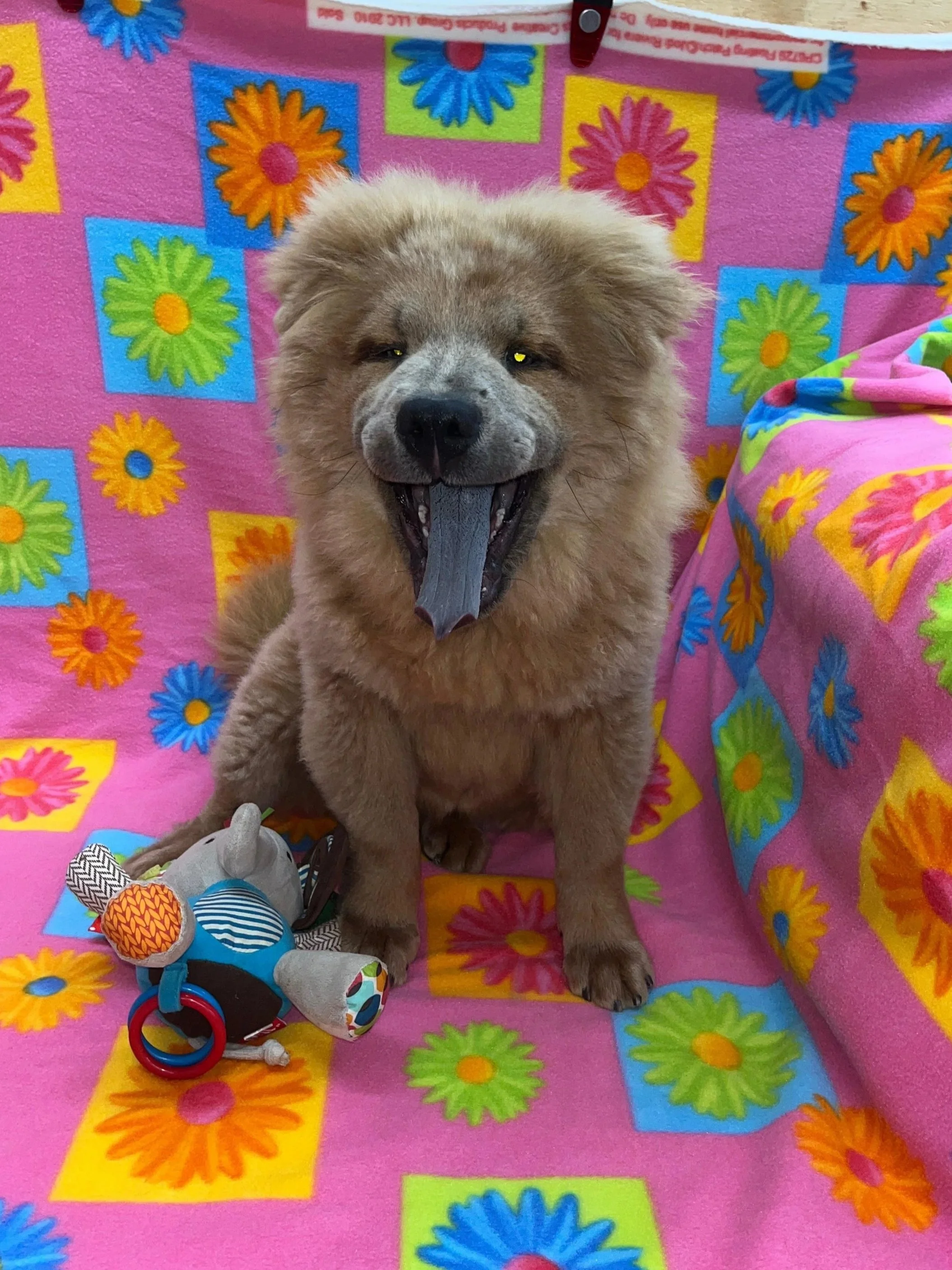 Tilly .. Available