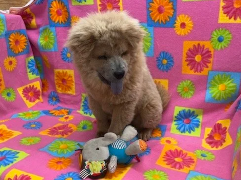 Tilly .. Available