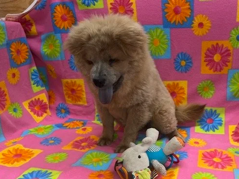 Tilly .. Available