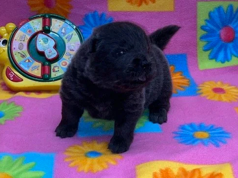 Skye .. Available