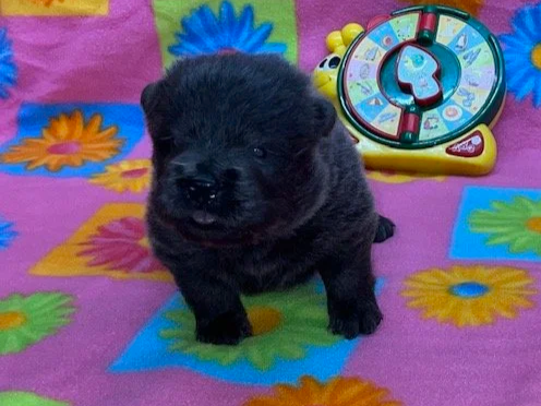 Skye .. Available