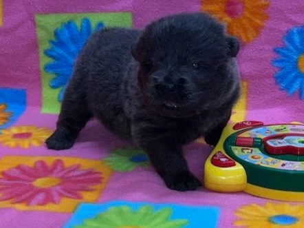 Skye .. Available