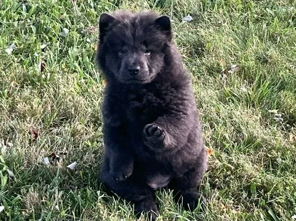 Skye.. Sold, going to Missouri