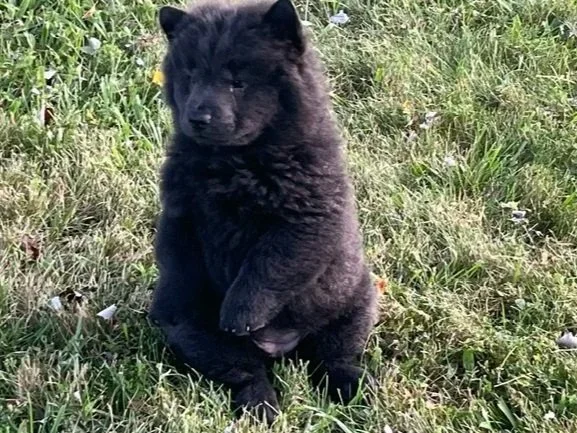 Skye.. Sold, going to Missouri