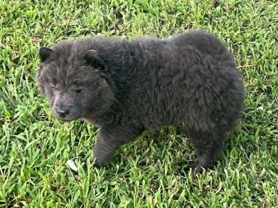 Skye.. Sold, going to Missouri
