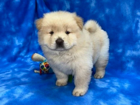 Bolt (Cream male) Available
