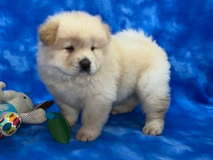 Bolt (Cream male) Available