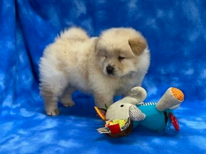 Bolt (Cream male) Available