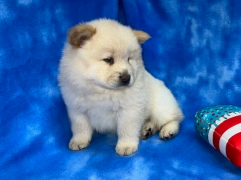 Hunter (Cream male) Available