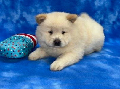 Hunter (Cream male) Available