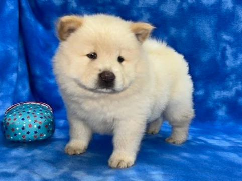 Hunter (Cream male) Available