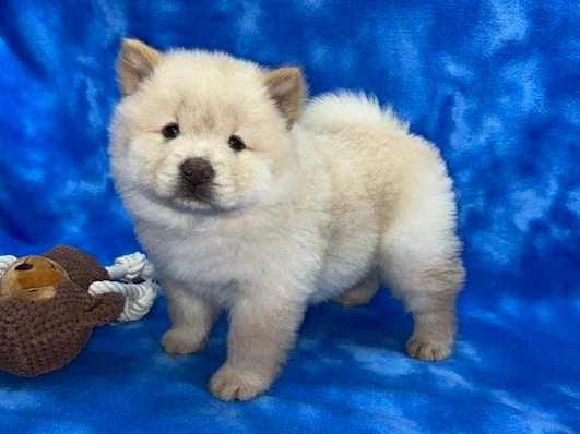 Gunner (Cream male) Available
