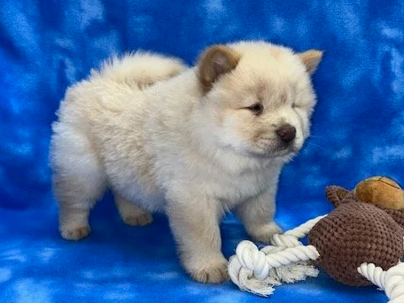 Gunner (Cream male) Available