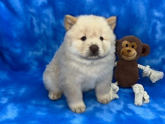 Gunner (Cream male) Available