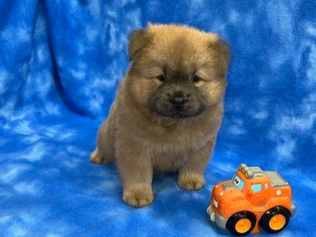 River (Cinnamon male) Available