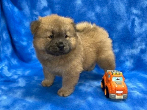 River (Cinnamon male) Available