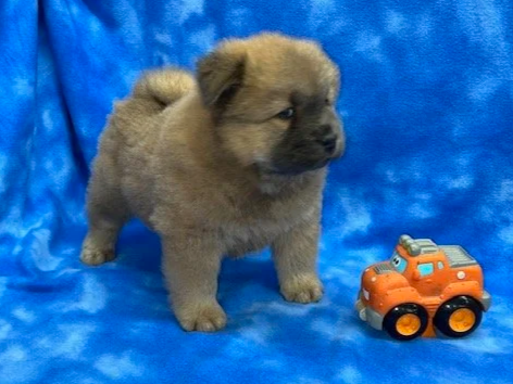 River (Cinnamon male) Available