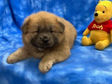 Remington (Cinnamon male) Available