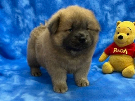 Remington (Cinnamon male) Available