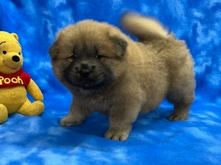 Remington (Cinnamon male) Available