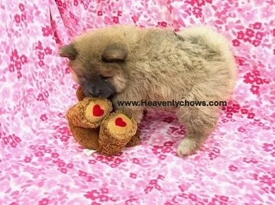 Ivy   ..Sold going to Iowa