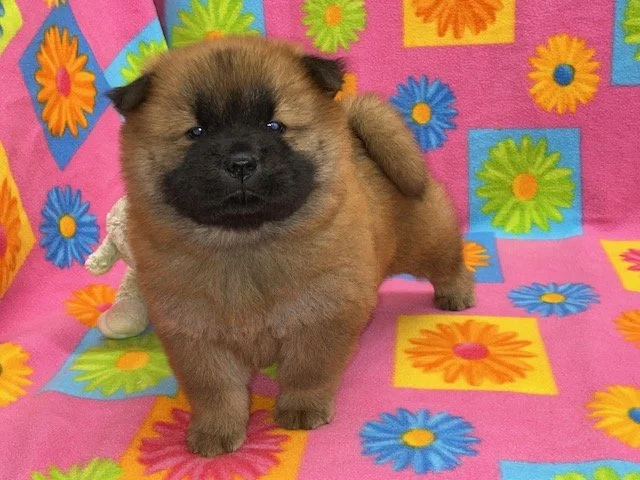 Tessa.. Red female, Available