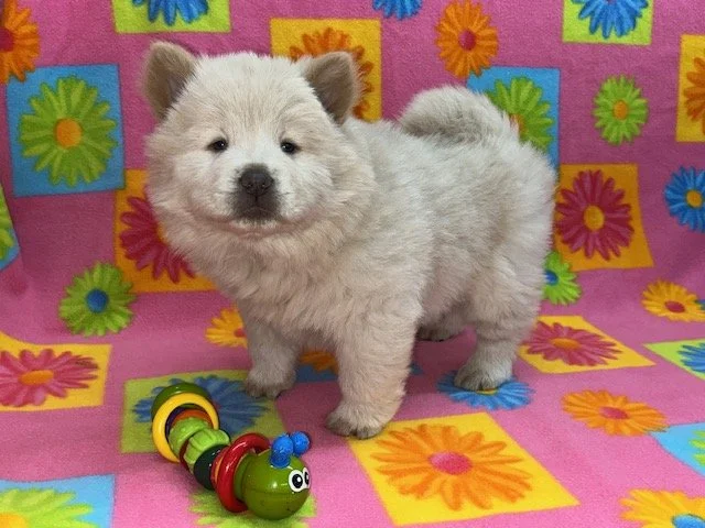 Blondie., Cream female .. Available