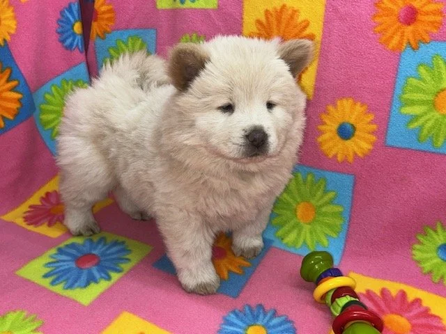 Blondie., Cream female .. Available
