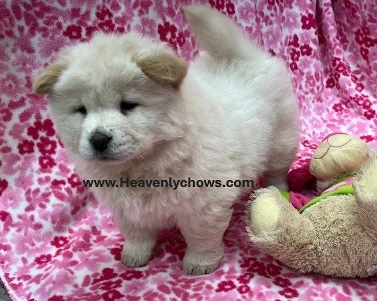 Diamond ..Sold going to Florida