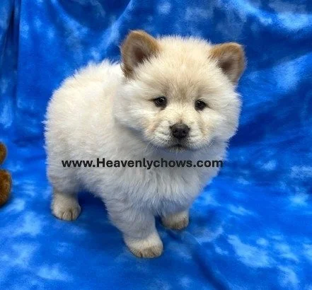 Frosty  .. sold going to NE