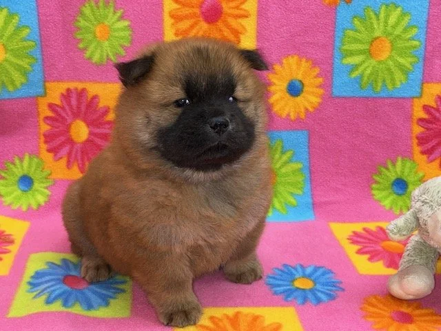 Tessa.. Red female, Available